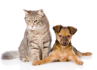 mixed bred puppy and gray cat together. isolated on white 