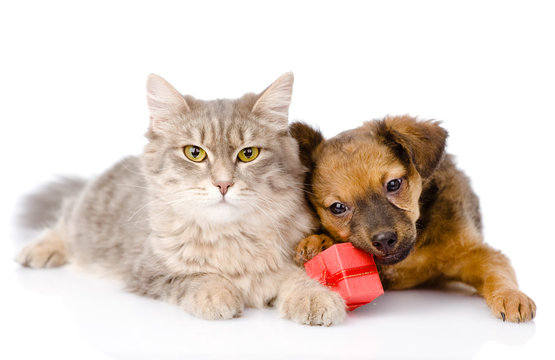 cat and dog with red box. isolated on white background