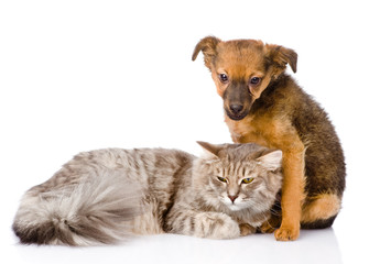puppy and cat. isolated on white background