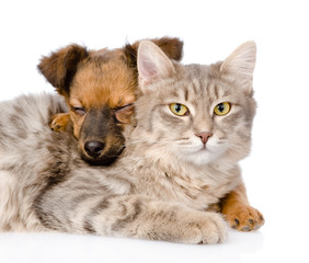 mixed breed dog hugging cat. isolated on white background