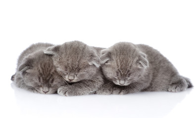 three british shorthair kittens sleeping. isolated on white 