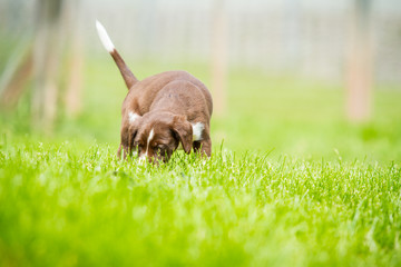 Welpe entdeckt die Welt