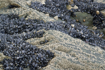 rock and clams