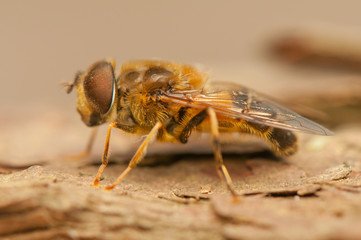 Fly