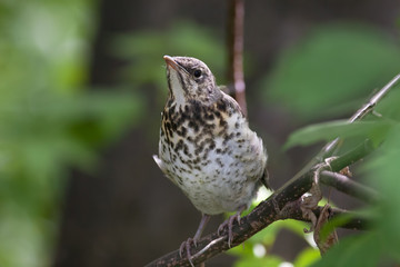 Fieldfare, (Turdus pilaris)