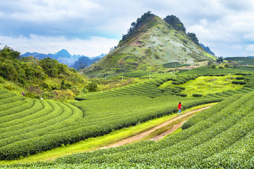 Moc Chau tea hill, Moc Chau village, Son La province, Vietnam