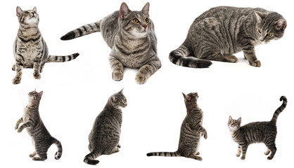 cat isolated on a white background - collection
