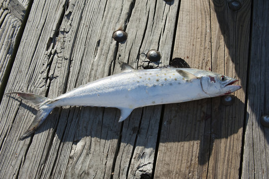 Just caught an American Mackrel on the pier. Gulf of Mexico USA