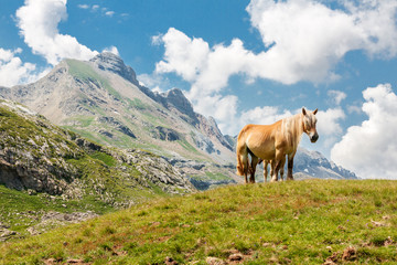 Horse in the French Pyrenees