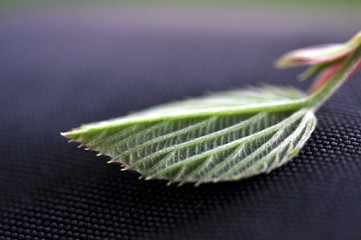 Grünes Leben rund um uns