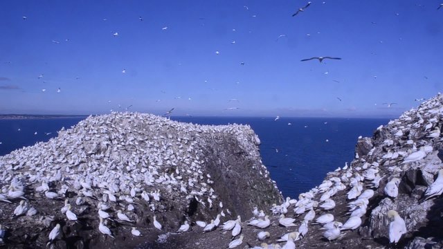 gannet Morus bassanus