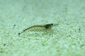 amano shrimp