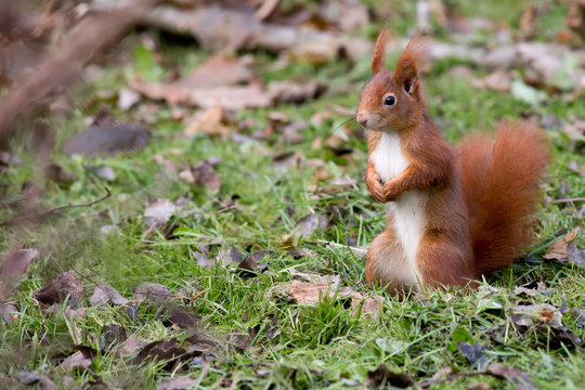 Eichh&ouml;rnchen