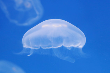 moon jellyfish in the water © charnsitr