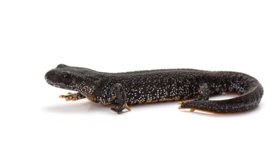 Side view of a Great Crested Newt on a white background