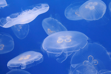 Obraz premium moon jellyfish in the water