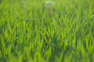 Close up of fresh grass with water drops