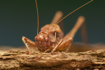 Grasshopper