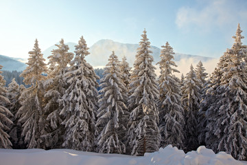 Winter Landscape