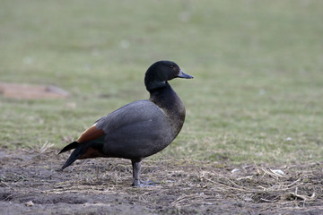 New zealand shelduck, Tadorna tadornoides,