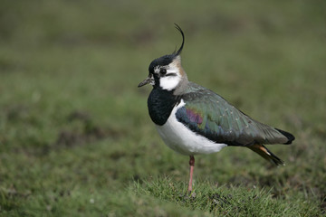 Northern lapwing, Vanellus vanellus