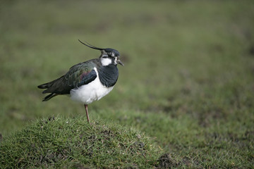 Northern lapwing, Vanellus vanellus