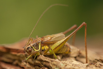 Grasshopper