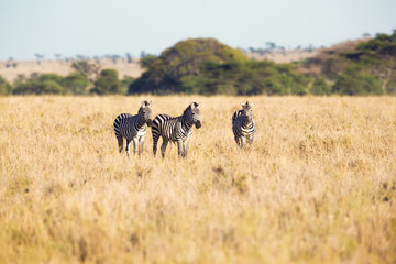 Fototapeta na wymiar Zebras grazing in Serengeti