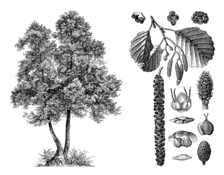 Tree : Alder (Alnus Glutinosa) - Aulne - Erle