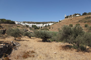 Oliveraie et village de Lefkes sur l'île de Paros, Grèce