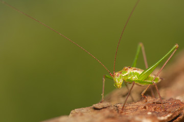 Grasshopper