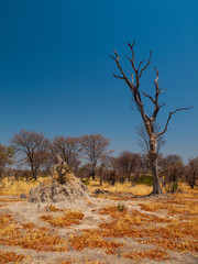 Termite hill in Okavango region