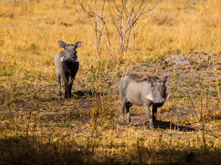 Two warthogs