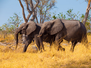 Obraz premium Walking elephants
