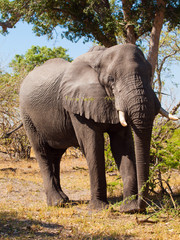 Fototapeta premium Elephant