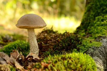 Leccinum scabrum mushroom