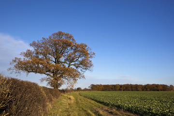 oak trees and canola