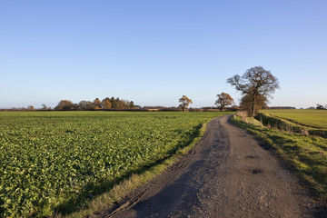 oak trees and farm track