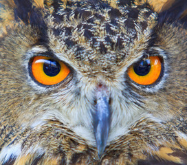 Closed up of eagle owl