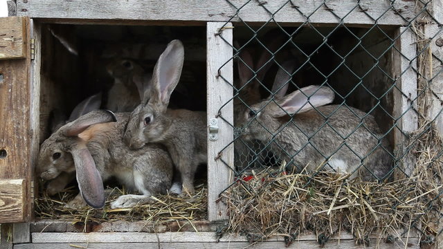 Rabbits in a hutch