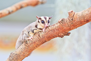 sugar glider