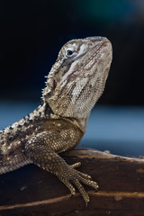 Adult bearded dragon (agama, Pogona vitticeps) lizard