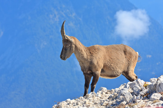 Alpine Ibex female on the Montagio mountain, Italy