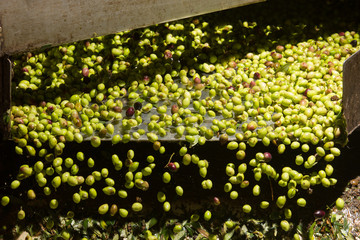 closeup of olives in a olive oil machine