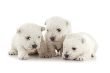 West Highland White Terrier puppies
