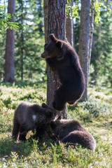Brown bear cubs in forest