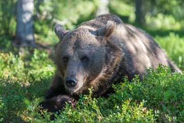 Fototapeta premium Brown bear in forest