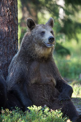 Brown bear in forest