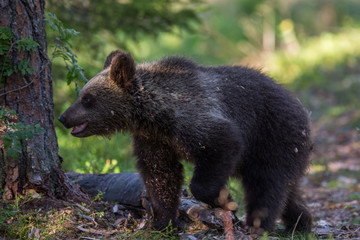 Brown Bear in Finnish Forest