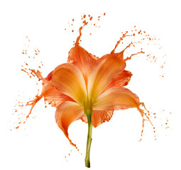 orange flower splashes